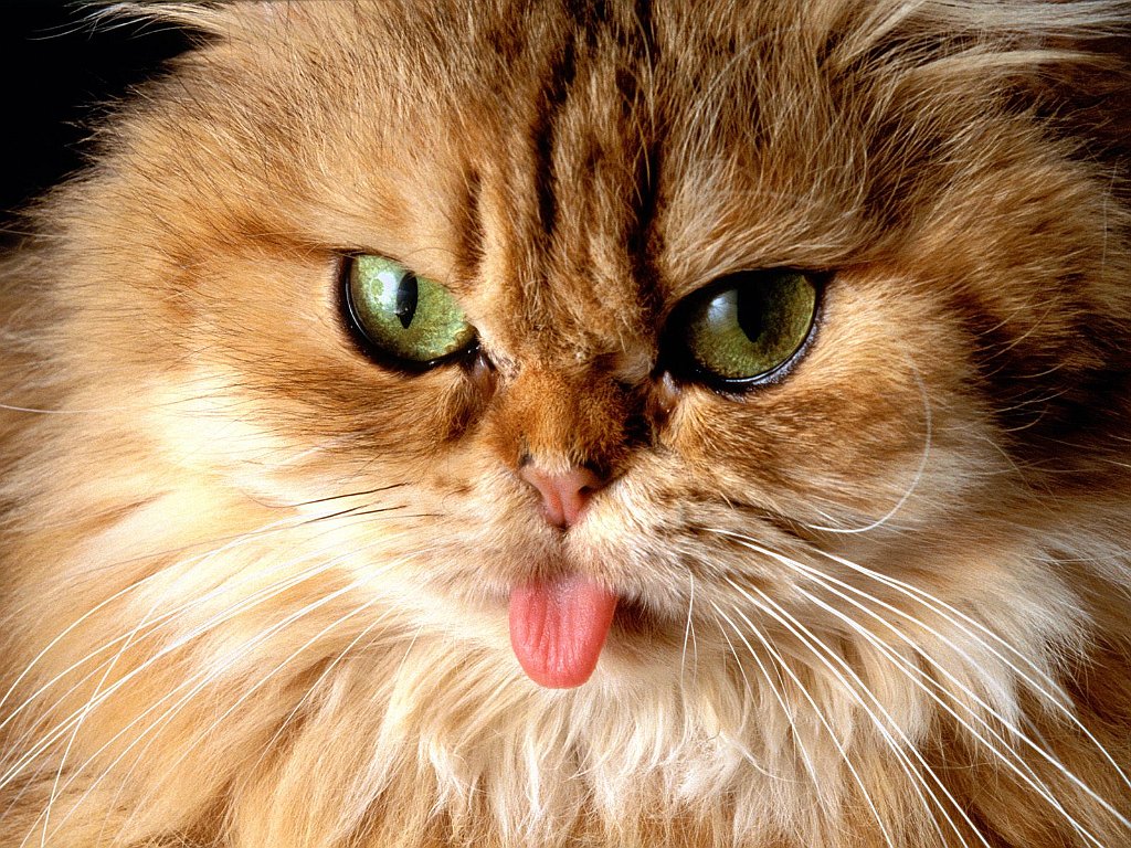 Cat got your Tongue_